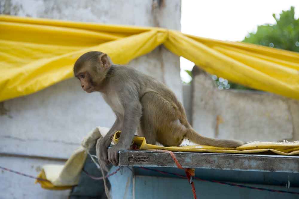 Mono - Varanasi - India.jpg